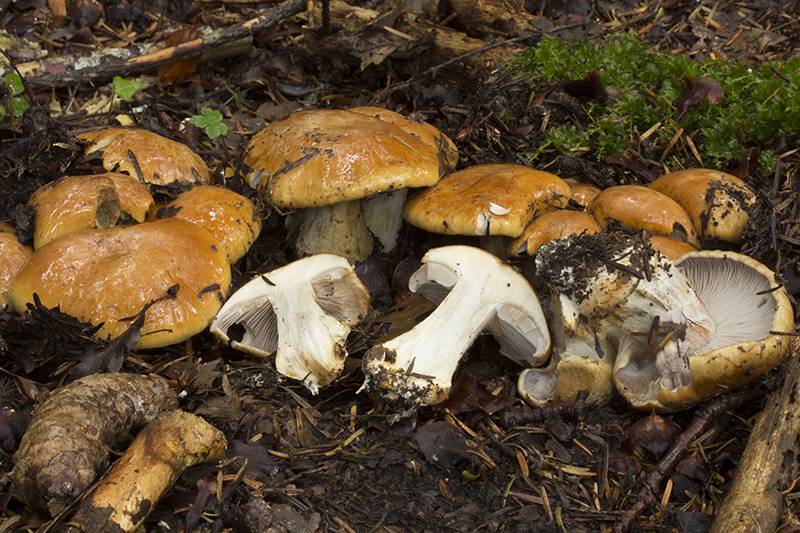 Cortinarius sp